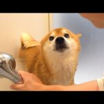 【2025年総集編】柴犬と振り返る、色々ありすぎた一年(YouTube)
