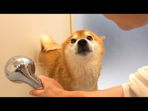 【2025年総集編】柴犬と振り返る、色々ありすぎた一年(YouTube)