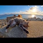 防波堤の上で何度もゴロンゴロン転がる猫が可愛すぎた(YouTube)