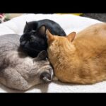 いろいろあってもやっぱり茶トラ猫が大好きな後輩猫たち(YouTube)