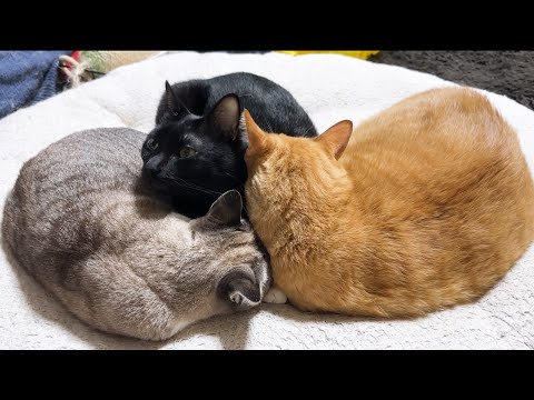 いろいろあってもやっぱり茶トラ猫が大好きな後輩猫たち(YouTube)