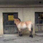 モウコノウマのターゲットトレーニング：多摩動物公園(YouTube)