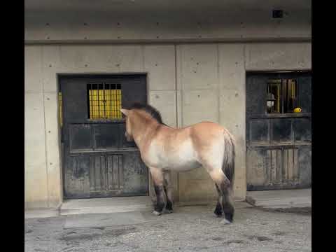 モウコノウマのターゲットトレーニング：多摩動物公園(YouTube)