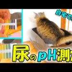 【猫の尿pHを自宅で測る】結晶・結石を防ぐための簡単チェック方法と正しい測り方(YouTube)