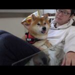 ママとお袋のお茶会が始まると、柴犬の本音が顔に出ました(YouTube)