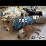 １ヶ月前まで人を怖がっていた保護犬達…ママと一緒にお昼寝出来るようになりました♪(YouTube)