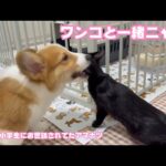 ワンコと一緒に暮らすニャン  団地で小学生にお世話されてたアマナツ   2025 12 22 2(YouTube)