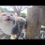 他の猫が集まってくると、嫉妬深い三毛猫ちゃんがプンプン怒りだした(YouTube)