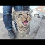 キジトラ猫が元気な声で鳴きながら人間の足の周りをグルグルと歩き回る(YouTube)