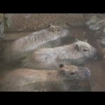 【LIVE】カピバラの規格外ニンジン風呂など【JA島原雲仙、西濃運輸コラボ】(YouTube)