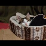 【猫動画】ば〜いのばいのばいのばいのニャンちゃん動画！〜にゃんともパレード〜#猫動画#猫#444(YouTube)