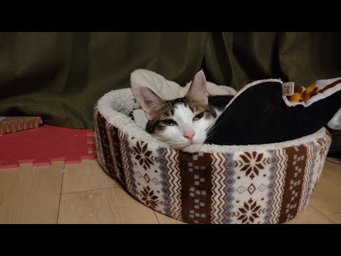 【猫動画】ば〜いのばいのばいのばいのニャンちゃん動画！〜にゃんともパレード〜#猫動画#猫#444(YouTube)