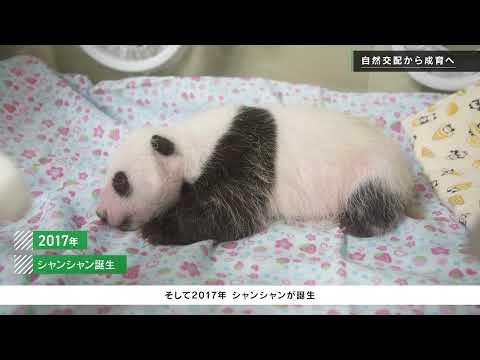 ジャイアントパンダと歩んだ15年（上野動物園）(YouTube)