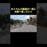 たくさんの猫達が一斉にお家へ帰っていく #猫 #ねこ #cat(YouTube)