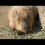 【LIVE】カピバラcapybara(YouTube)
