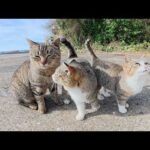 子猫と遊ぼうとしたら「ママと一緒がいいの！」と拒否された(YouTube)