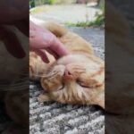 坂の途中で寝ていた猫をナデナデしてきた(YouTube)