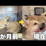 恐怖に怯えていた元野犬の子犬と1ヶ月生活したら、笑顔が溢れるかわいい子に変貌しました！(YouTube)