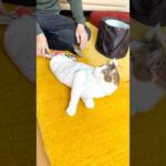 お年玉を用意するパパの前で撫で待ちのエース #みなさま良いお年を😸🎍✨(YouTube)