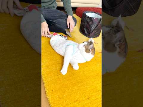 お年玉を用意するパパの前で撫で待ちのエース #みなさま良いお年を😸🎍✨(YouTube)