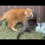 カワウソ猫子猫子供で庭の落ち葉拾い！ Otter, cat, kitten, and kid raking leaves in the yard!(YouTube)