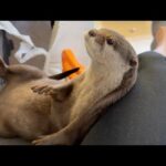 久しぶりにたくさんデブデブダンスを披露するカワウソ The otter showing off lots of chubby dances for the first time in ages(YouTube)
