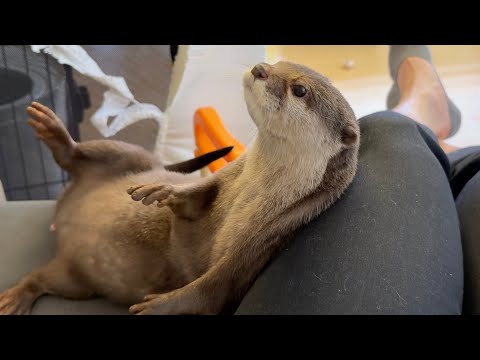 久しぶりにたくさんデブデブダンスを披露するカワウソ The otter showing off lots of chubby dances for the first time in ages(YouTube)