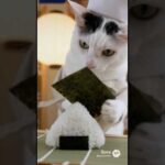 チロさんのおにぎり屋さん🍙 #shorts #ai(YouTube)