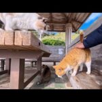 猫島のフェリー乗り場の近くの東屋は猫の溜まり場(YouTube)