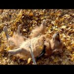 秋の多摩湖をアムロと散歩しました(YouTube)