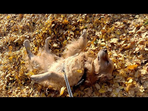 秋の多摩湖をアムロと散歩しました(YouTube)