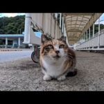 フェリー乗り場にいた三毛猫ちゃん、顔を見ると足元にに擦り寄って来てカワイイ(YouTube)
