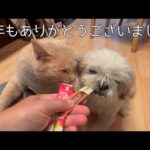 ２０２５年ありがとうございました(YouTube)