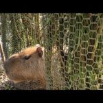 紅白ミツトエサ合戦(YouTube)