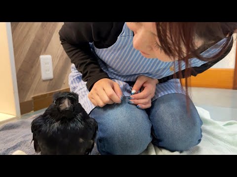 お風呂入ったら角刈りになってしまったカラスのささみ(YouTube)