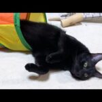 皆とのタイミングがかみ合った時の幸せそうな黒猫くんが可愛すぎました(YouTube)