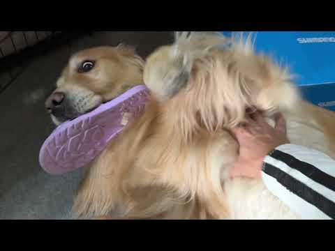 来年のカレンダーができてまいりました(YouTube)