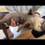 豊満なお腹を容赦なくモミモミされたカワウソ The otter’s plump belly was mercilessly kneaded(YouTube)