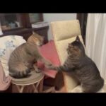 うんっ僕ちょっと強いかも♡と思ってる猫(YouTube)