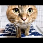 爪切り後に甘える猫や文句を言う猫たちの爪切りはお祭りです(笑)(YouTube)