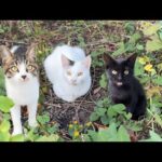 道を歩いてたらとんでもなく甘えんぼな子猫たちと遭遇してしまいました…(YouTube)