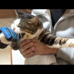 術後服を着たら少しだけ大人しくなった気がする猫(YouTube)