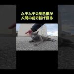 ムチムチの灰色猫が人間の前で転げ回る #猫 #ねこ #cat(YouTube)