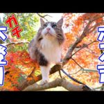 大自然の中で育った元野良猫ボス吉の木登りスキルが別の意味でヤバ過ぎた！(YouTube)