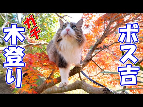 大自然の中で育った元野良猫ボス吉の木登りスキルが別の意味でヤバ過ぎた！(YouTube)