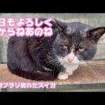 あのね ごはんね  だからね  明日もよろしくだからね   2年前フラリと現れたスイカ   2025 12 31 2(YouTube)