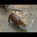 【LIVE】カピバラのクリスマス Capybara Xmas(YouTube)