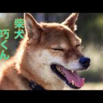 【観覧注意】さらば友よ！※この動画内には亡くなった愛犬の映像が含まれています(YouTube)