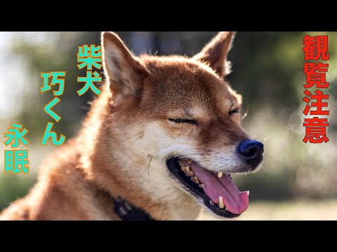 【観覧注意】さらば友よ！※この動画内には亡くなった愛犬の映像が含まれています(YouTube)