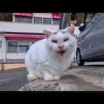フェリー乗り場で“Λマーク”の猫に出会い…優しくナデナデしたら幸せ時間になった(YouTube)